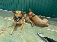 ROMEO, Hund, Mischlingshund in Spanien - Bild 20