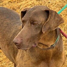 ZORBA, Hund, Deutsche Bracke-Mix in Portugal - Bild 1