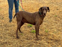 ZORBA, Hund, Deutsche Bracke-Mix in Portugal - Bild 14