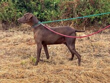 ZORBA, Hund, Deutsche Bracke-Mix in Portugal - Bild 3