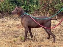 ZORBA, Hund, Deutsche Bracke-Mix in Portugal - Bild 5