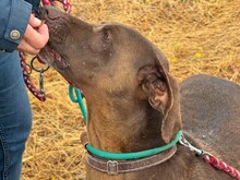 ZORBA, Hund, Deutsche Bracke-Mix in Portugal - Bild 6