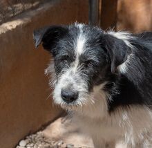 NIEBLA, Hund, Mischlingshund in Spanien - Bild 1