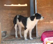 NIEBLA, Hund, Mischlingshund in Spanien - Bild 10