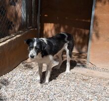 NIEBLA, Hund, Mischlingshund in Spanien - Bild 18