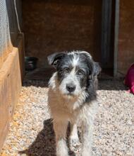 NIEBLA, Hund, Mischlingshund in Spanien - Bild 2