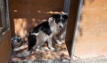 NIEBLA, Hund, Mischlingshund in Spanien - Bild 24