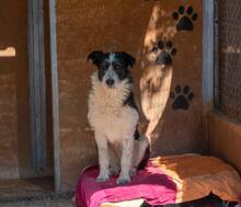 NIEBLA, Hund, Mischlingshund in Spanien - Bild 7