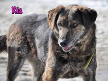 RIA, Hund, Mischlingshund in Russische Föderation - Bild 15