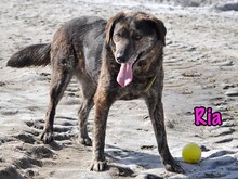 RIA, Hund, Mischlingshund in Russische Föderation - Bild 16