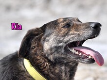 RIA, Hund, Mischlingshund in Russische Föderation - Bild 17