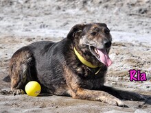 RIA, Hund, Mischlingshund in Russische Föderation - Bild 18