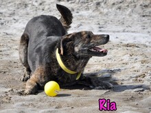 RIA, Hund, Mischlingshund in Russische Föderation - Bild 19