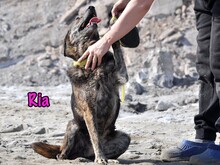 RIA, Hund, Mischlingshund in Russische Föderation - Bild 20