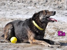 RIA, Hund, Mischlingshund in Russische Föderation - Bild 22