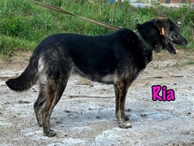 RIA, Hund, Mischlingshund in Russische Föderation - Bild 9