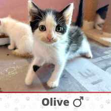 OLIVE, Katze, Europäisch Kurzhaar in Bulgarien - Bild 1