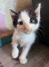 OLIVE, Katze, Europäisch Kurzhaar in Bulgarien - Bild 6