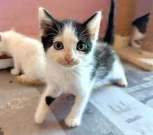 OLIVE, Katze, Europäisch Kurzhaar in Bulgarien - Bild 7