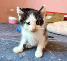 OLIVE, Katze, Europäisch Kurzhaar in Bulgarien - Bild 8