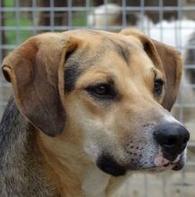 SZIKRA, Hund, Mischlingshund in Ungarn - Bild 1