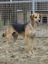 SZIKRA, Hund, Mischlingshund in Ungarn - Bild 2