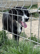 CINDY, Hund, Mischlingshund in Kipfenberg - Bild 1