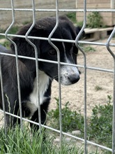 CINDY, Hund, Mischlingshund in Kipfenberg - Bild 2