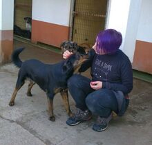 FRANCO, Hund, Mischlingshund in Ungarn - Bild 4