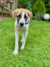 GERD, Hund, Mischlingshund in Oberthal - Bild 2