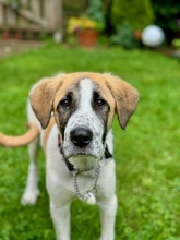 GERD, Hund, Mischlingshund in Oberthal - Bild 3