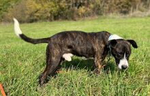 HUBERT, Hund, Mischlingshund in Slowakische Republik - Bild 2