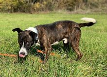 HUBERT, Hund, Mischlingshund in Slowakische Republik - Bild 3