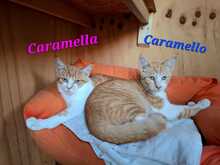 CARAMELLA, Katze, Europäisch Kurzhaar in Italien - Bild 3