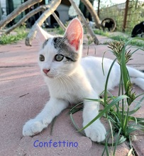 CONFETTINO, Katze, Europäisch Kurzhaar in Italien - Bild 3