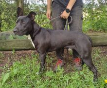 SUNNY, Hund, Dogo Argentino-Mix in Slowakische Republik - Bild 14