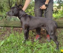 SUNNY, Hund, Dogo Argentino-Mix in Slowakische Republik - Bild 16