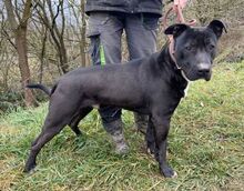 SUNNY, Hund, Dogo Argentino-Mix in Slowakische Republik - Bild 2