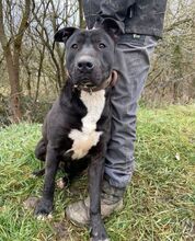 SUNNY, Hund, Dogo Argentino-Mix in Slowakische Republik - Bild 4