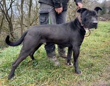 SUNNY, Hund, Dogo Argentino-Mix in Slowakische Republik - Bild 6