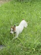 LOLITA, Hund, Ratero Español-Mix in Grafenberg - Bild 3