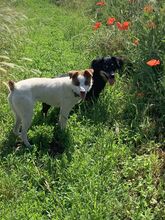 LOLITA, Hund, Ratero Español-Mix in Grafenberg - Bild 5