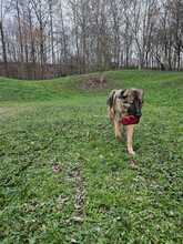 BOB, Hund, Mischlingshund in Zwiesel - Bild 11