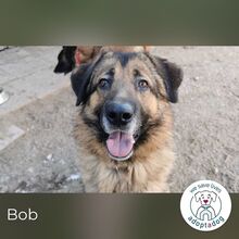 BOB, Hund, Mischlingshund in Zwiesel - Bild 8