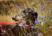 KELA, Hund, Galgo Español in Stegaurach