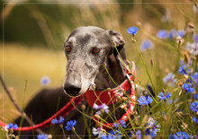 KELA, Hund, Galgo Español in Stegaurach - Bild 2