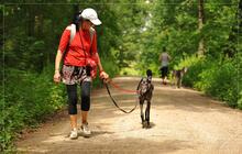 KELA, Hund, Galgo Español in Stegaurach - Bild 3