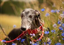 KELA, Hund, Galgo Español in Stegaurach - Bild 4