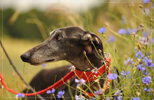 KELA, Hund, Galgo Español in Stegaurach - Bild 5