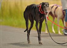 KELA, Hund, Galgo Español in Stegaurach - Bild 6